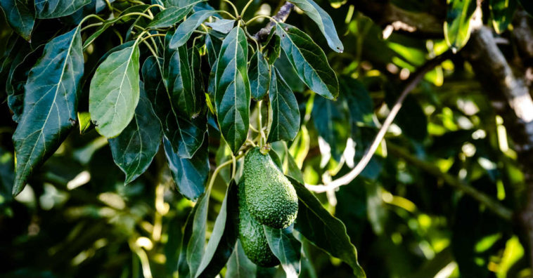 folha de abacate