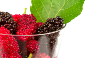 chá de folha de amora