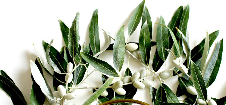 folhas de oliveira antibióticas