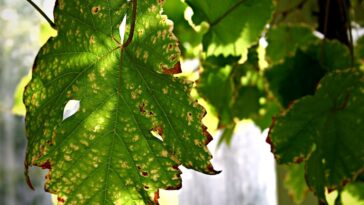 folhas furadas o que pode ser