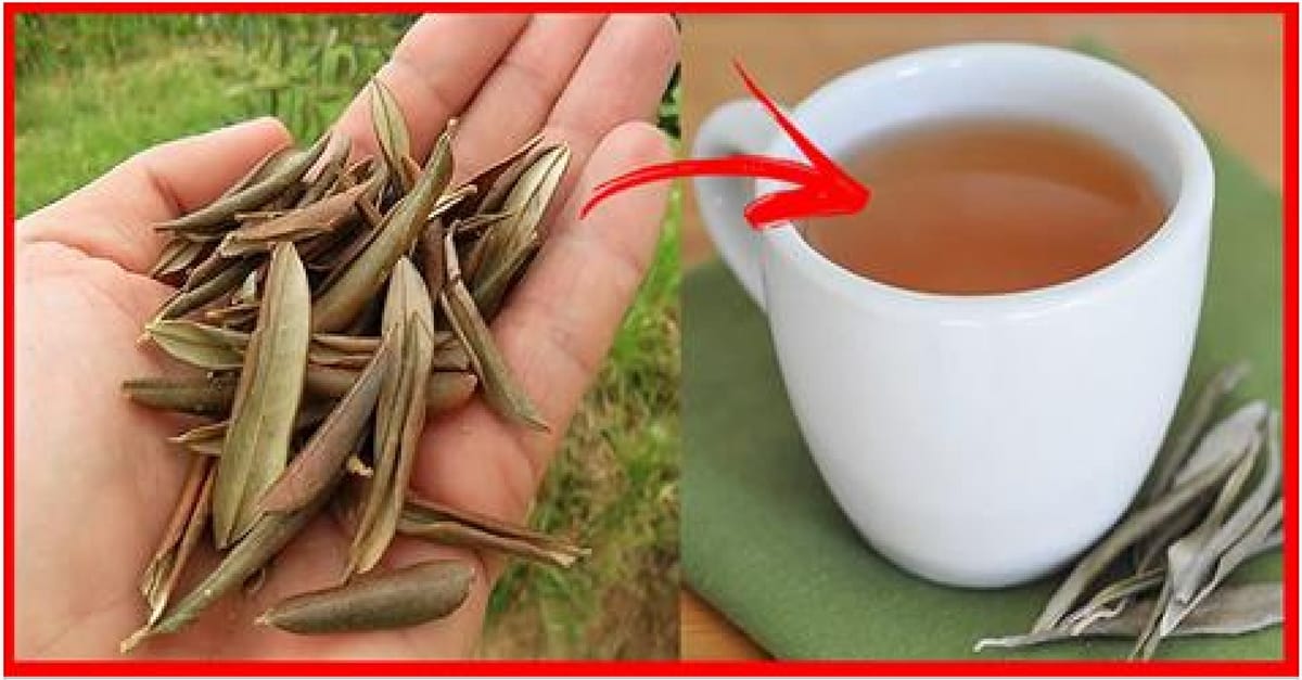 Folhas de Oliveira e seus inúmeros