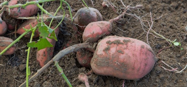 duas formas de plantar batata-doce