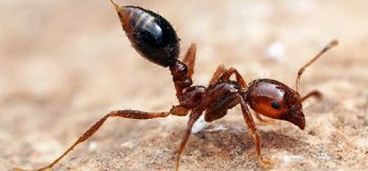 insetos perigosos mundo formiga lava-pés