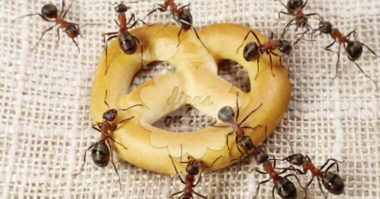 Formiga causa doença
