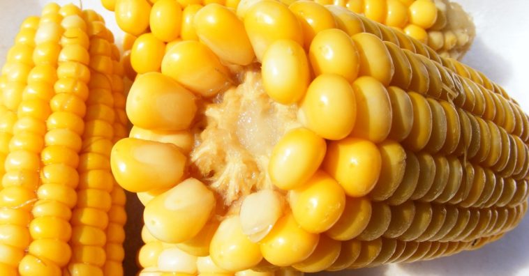 frango com creme de milho