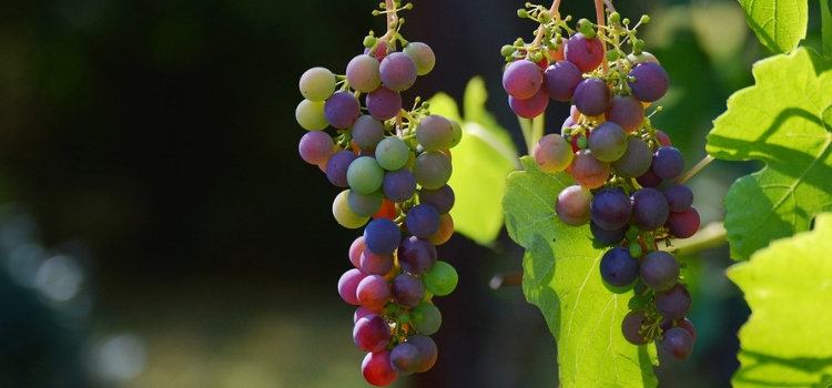 melhores frutas do verão uva