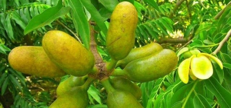 frutas exóticas banana-de-macaco