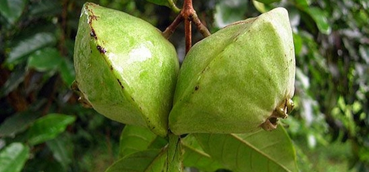 frutas exóticas tipo cambuci