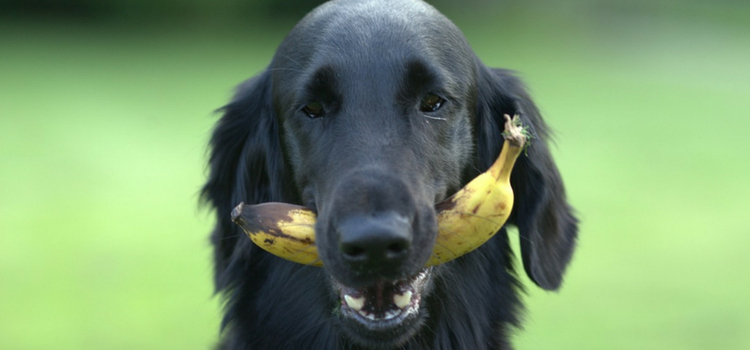 quais frutas dar para cachorro