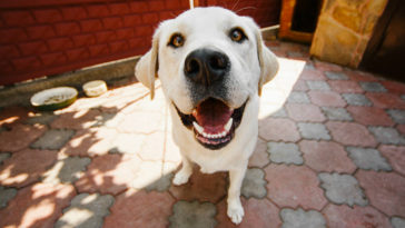 frutas que cachorro pode comer