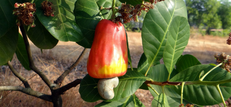 frutas ricas em vitamina C caju