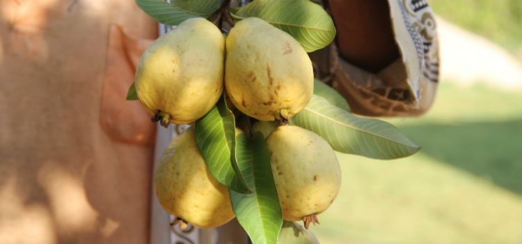 frutas ricas em vitamina C goiaba