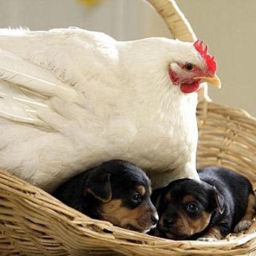 galinha e filhotes caninos amigos
