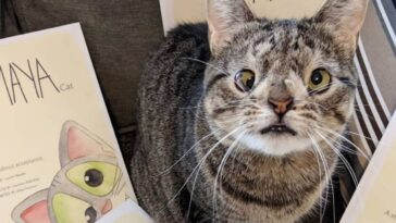 gatinha especial ganha livro