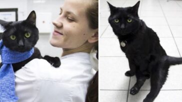 gatinho lucik paralítico