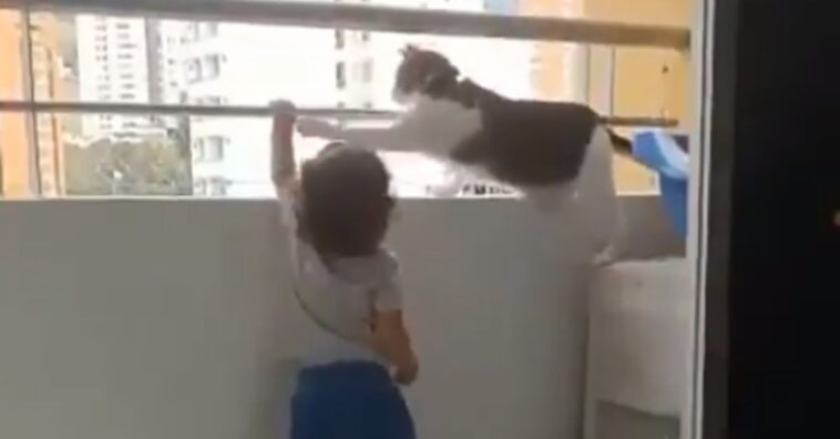 gato afasta criança de sacada para protegê-la