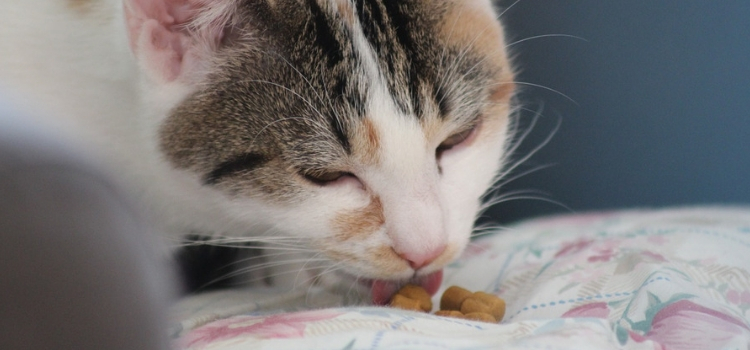gato comendo ração