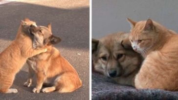 gato de rua conforta cão