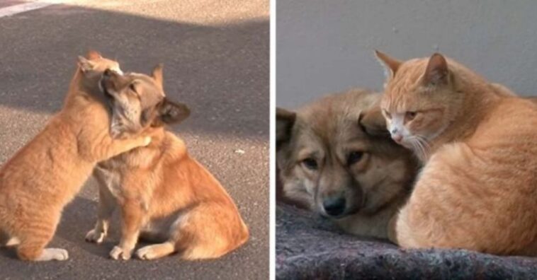 gato de rua conforta cão