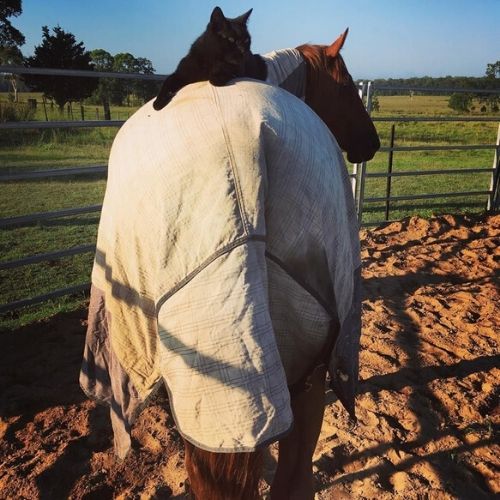 gato e cavalo são amigos