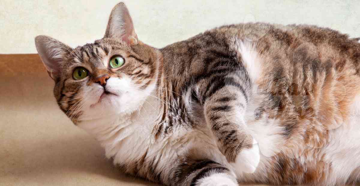 gato-gordo-regime-fofo-cute (1)