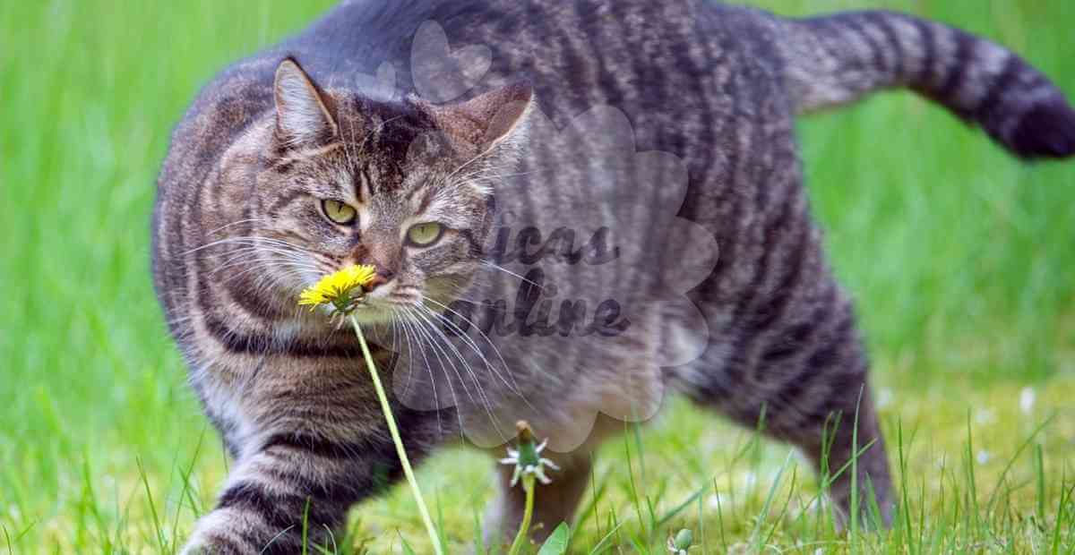 gato-gordo-regime-fofo-cute (11)