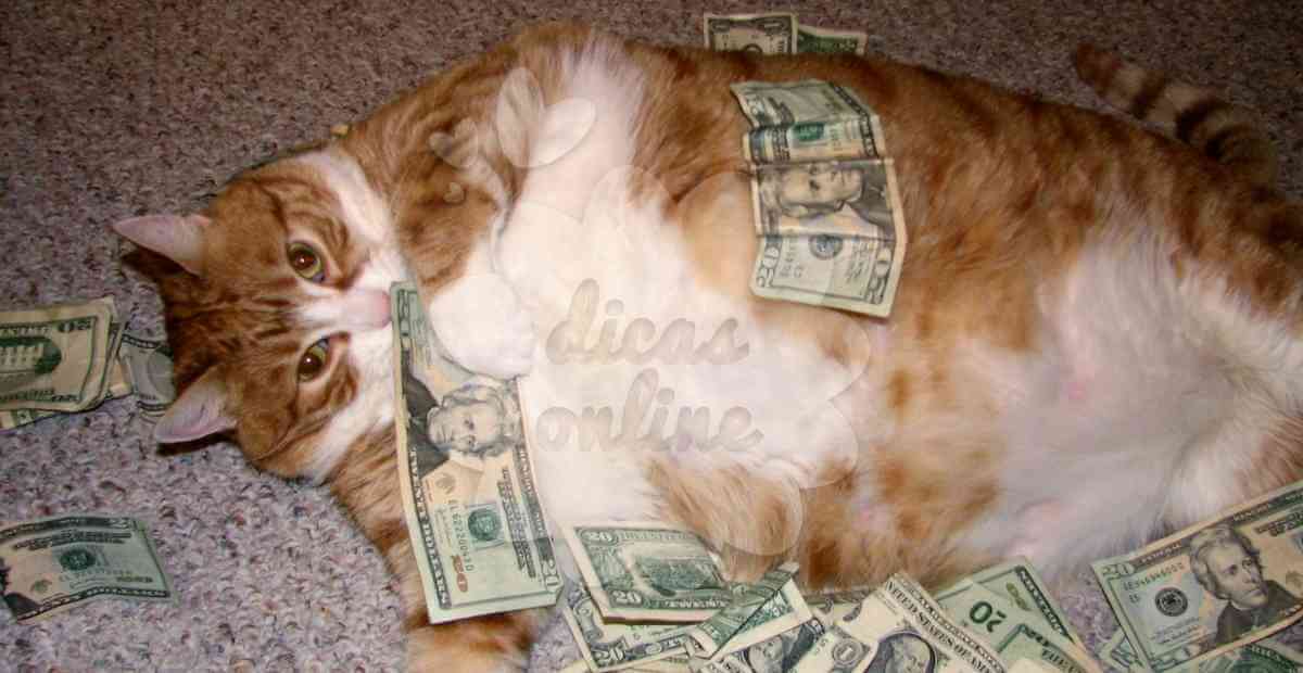 gato-gordo-regime-fofo-cute (13)