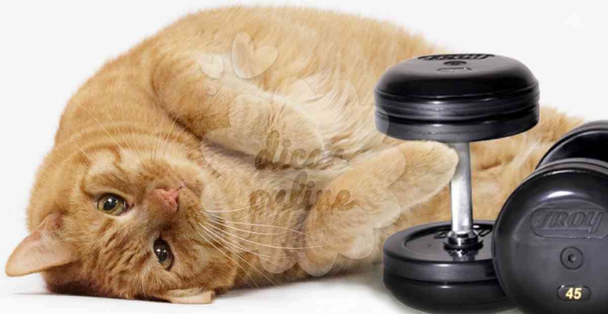 gato-gordo-regime-fofo-cute (14)