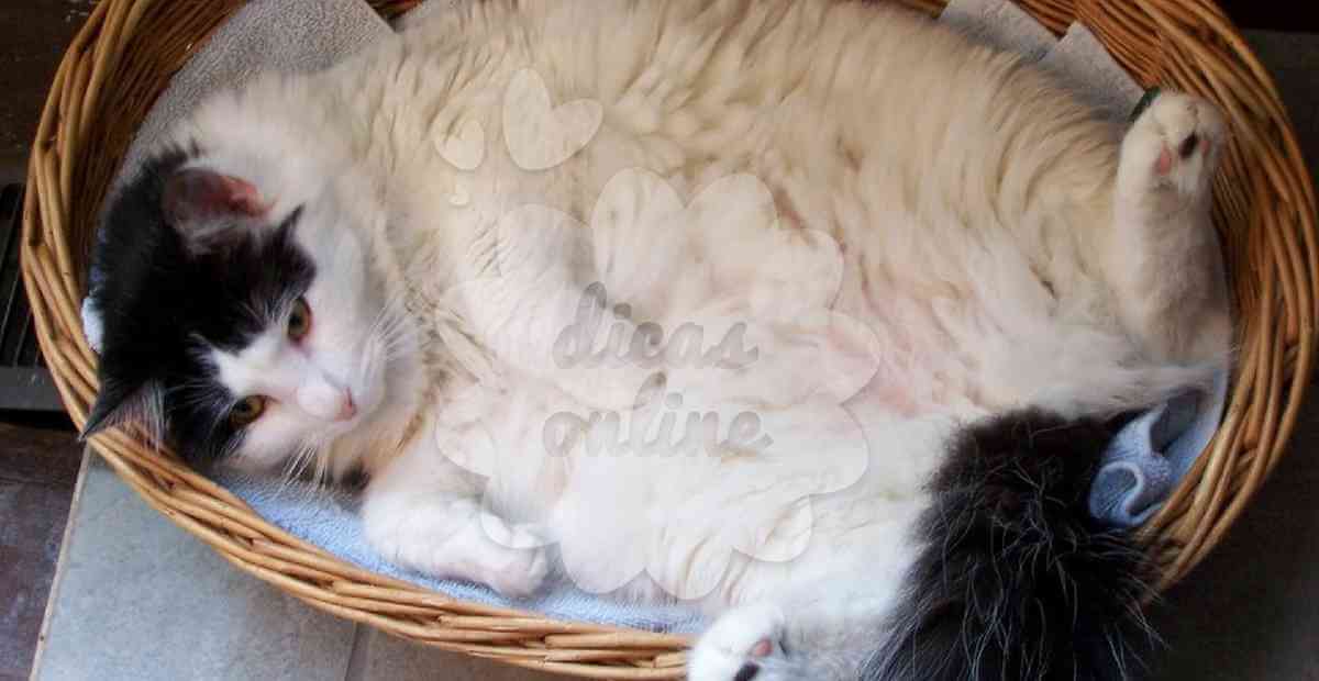 gato-gordo-regime-fofo-cute (15)