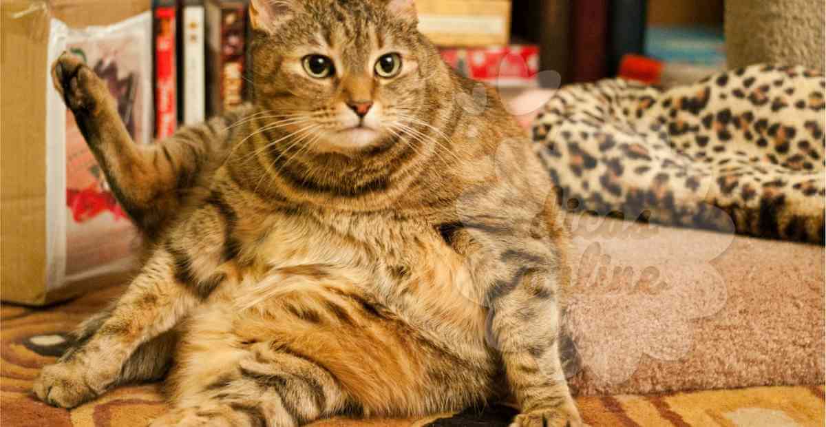 gato-gordo-regime-fofo-cute (16)