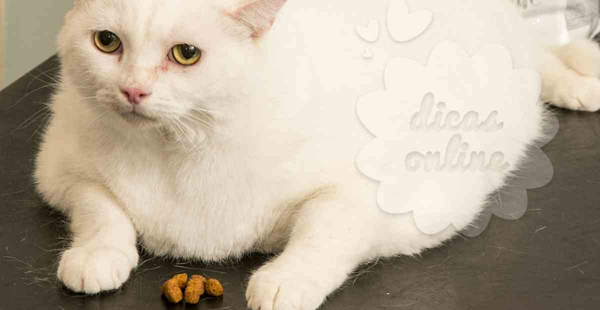 gato-gordo-regime-fofo-cute (21)