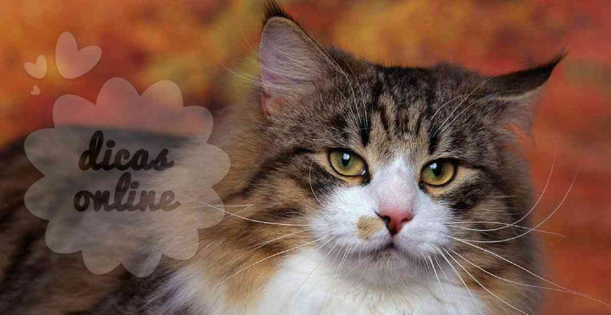 gato-gordo-regime-fofo-cute (22)