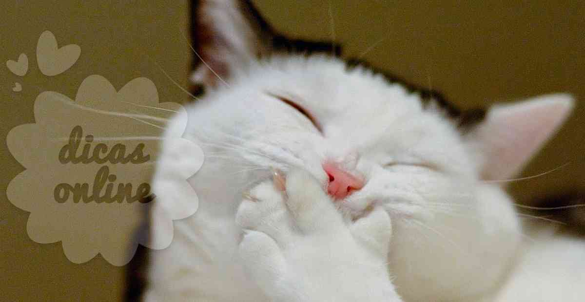 gato-gordo-regime-fofo-cute (3)