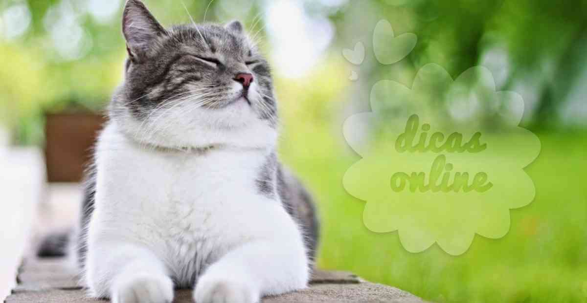 gato-gordo-regime-fofo-cute (5)