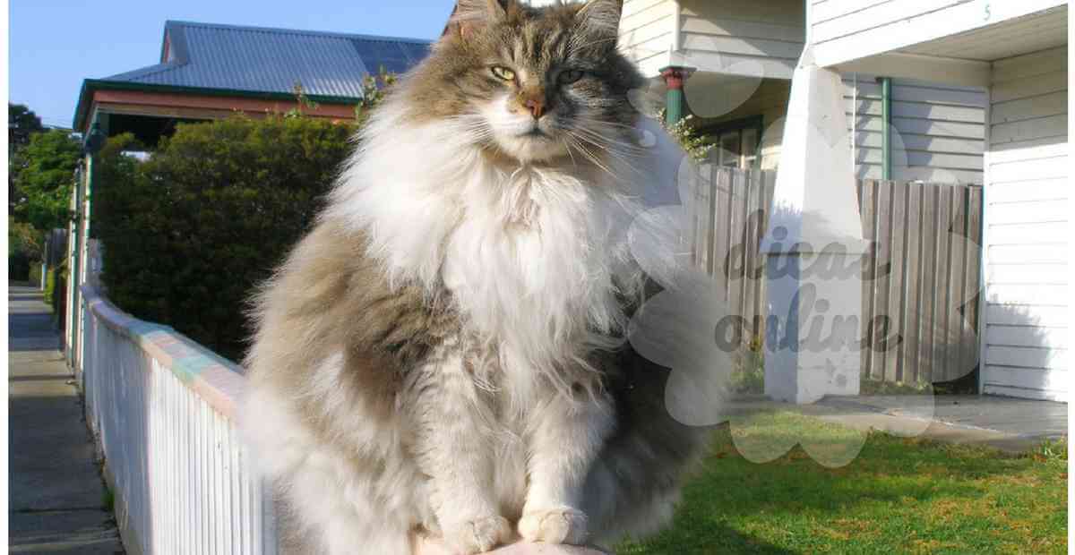 gato-gordo-regime-fofo-cute (7)