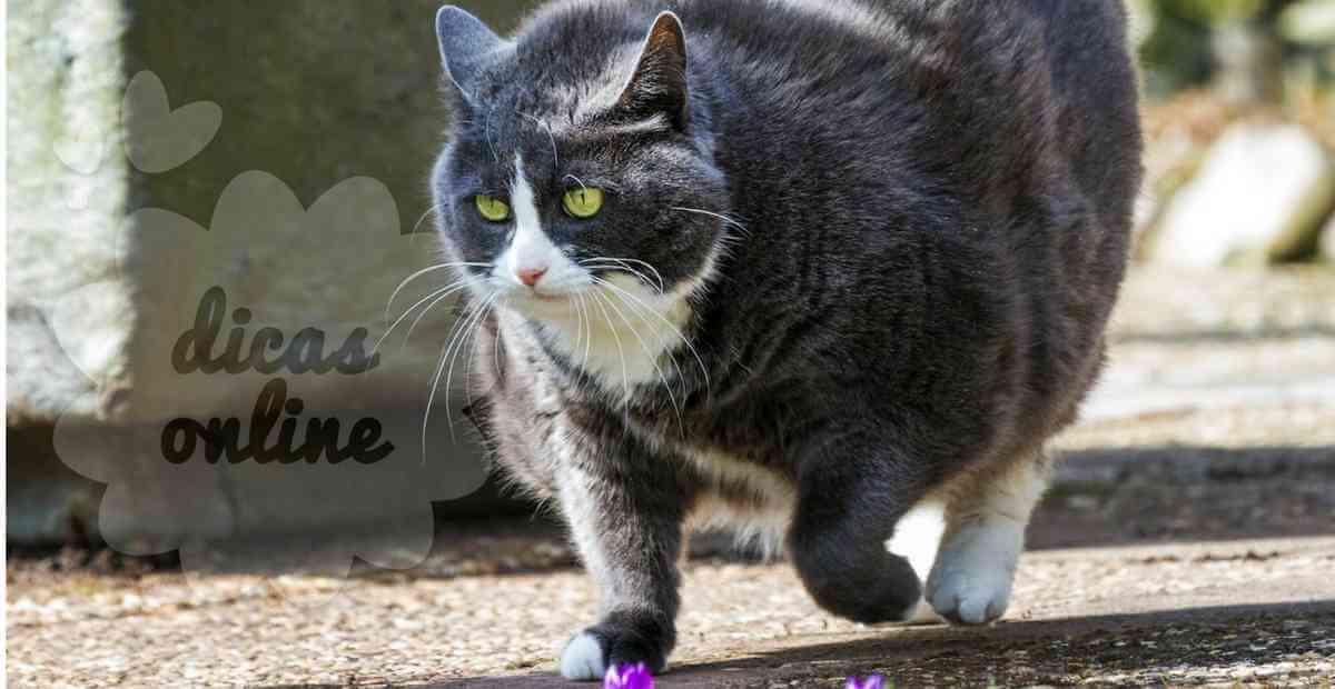 gato-gordo-regime-fofo-cute (8)