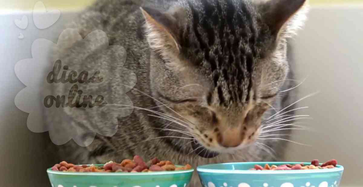 gato-gordo-regime-fofo-cute