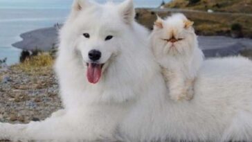 gato mal-humorado e um cão feliz