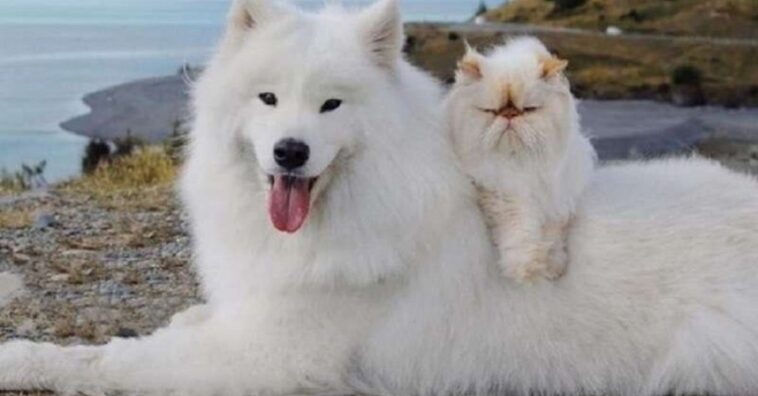 gato mal-humorado e um cão feliz