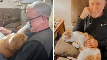 gato não sai mais de perto de dono doente