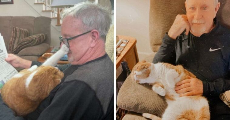 gato não sai mais de perto de dono doente