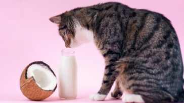 gato pode comer fruta