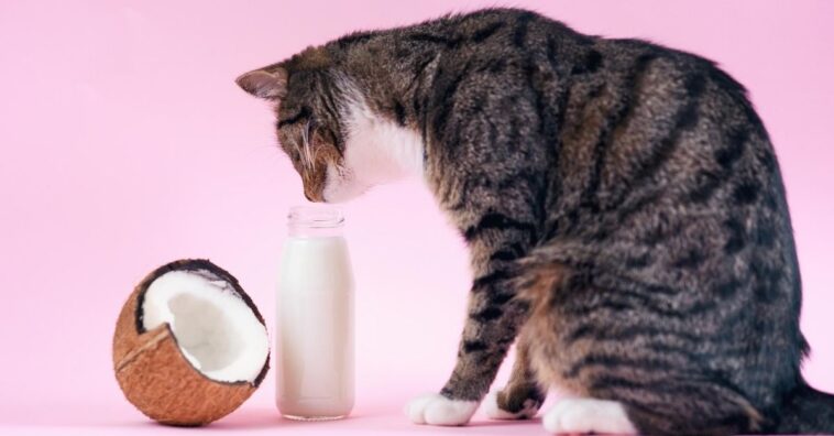 gato pode comer fruta