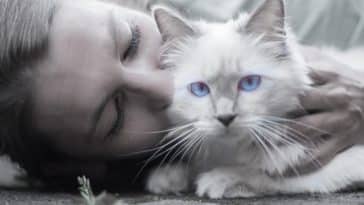 motivos para ter um gato