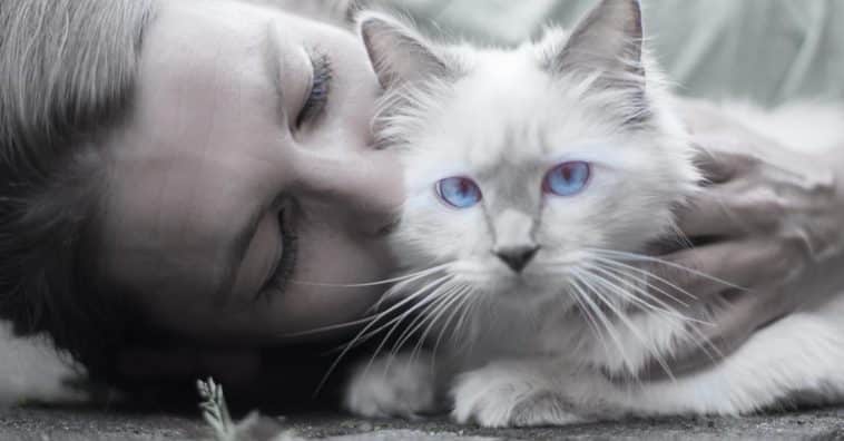 motivos para ter um gato