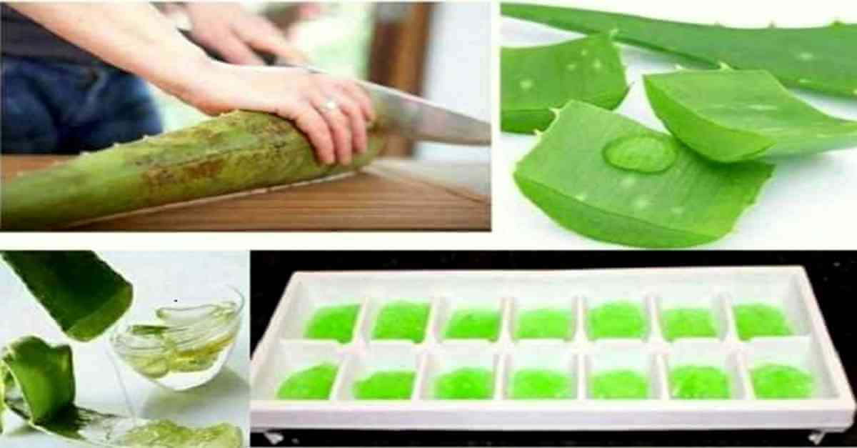 babosa desintoxica e rejuvenesce