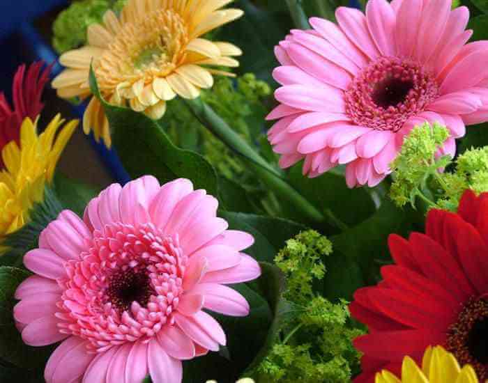 gerbera - plantas que eliminam poluentes