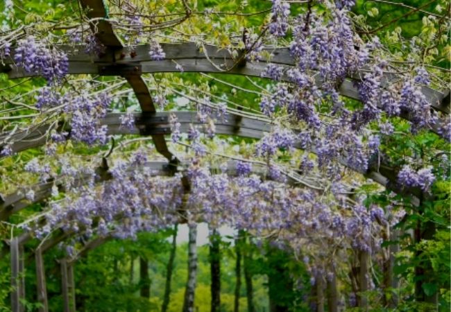 Plantas para cobrir pergolados glicínia