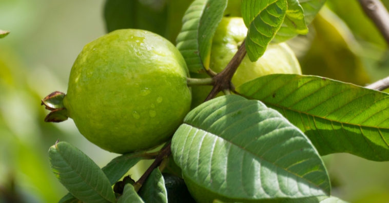 goiaba é boa para gastrite