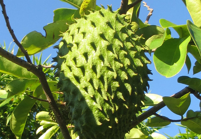 graviola benefícios para a saúde